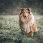 Dog coat patterns and textures – discovering the genetic mystery behind it