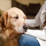 Pet Therapy and How It Helps People 