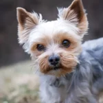 Do You Want to Purchase Yorkshire Terriers? The Ultimate Guide You Need to Know