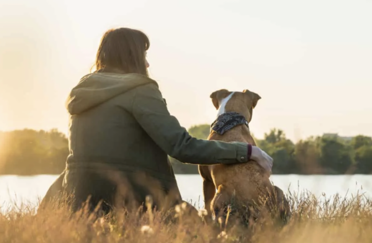 How Does Cerenia Kill a Dog Petsyfy