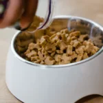From Kibble to Cans: Exploring the World of Dog Food