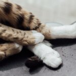 Understanding Your Cat's Body Language