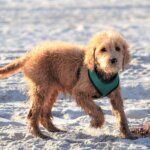 Choosing the Right Harness for Your Goldendoodle