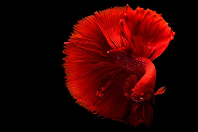 How often should you feed a Halfmoon betta?