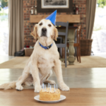 Celebrating Important Pet Milestones: Ideas for Making Your Pet's Birthday Special
