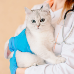 Proper care for domestic animals is the key to a pet's health