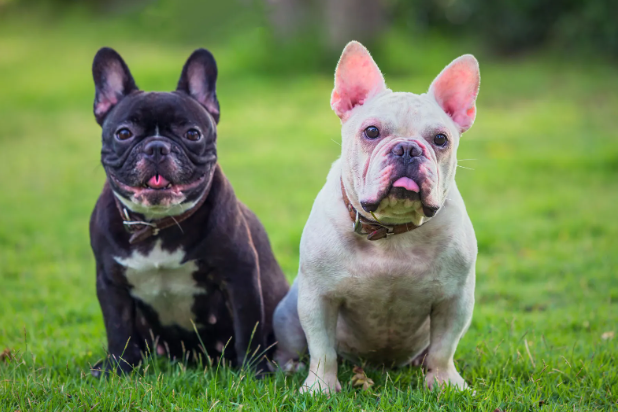 A Brief History of French Bulldogs
