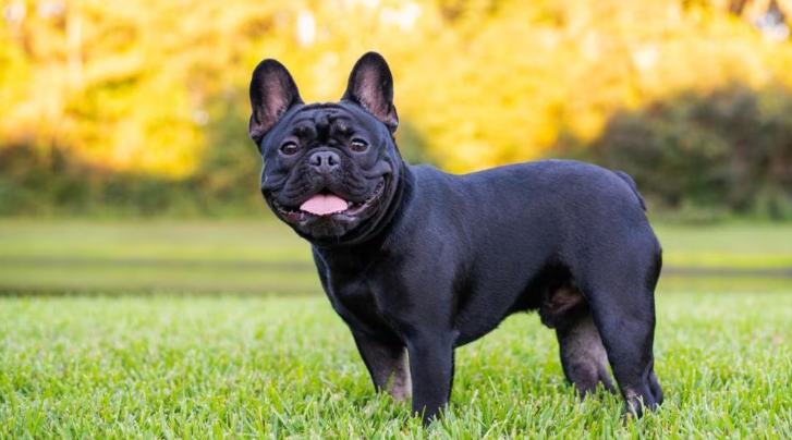 Distinctive Characteristics of French Bulldogs