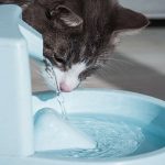 How often do you change the water in a cat's fountain?