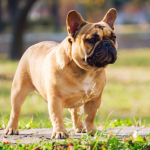 What Makes French Bulldogs So Popular