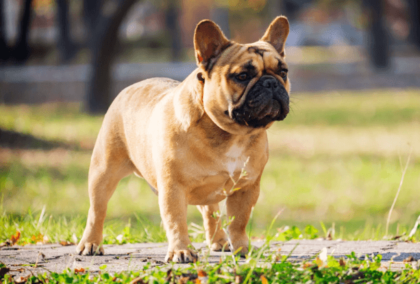 What Makes French Bulldogs So Popular