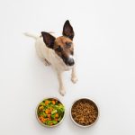 Understanding the Role of Fiber in Your Dog’s Food