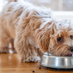 Top 3 Ways to Brand Your Pet Food Product