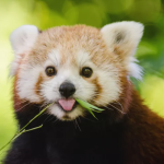 Why Red Pandas Are Endangered