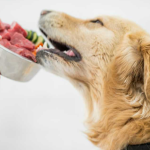 Raw Food Diet for Dogs: A Comprehensive Insight into Benefits and Risks Raw Food Diet for Dogs
