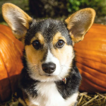 How Much Pumpkin Should You Give Your Dog