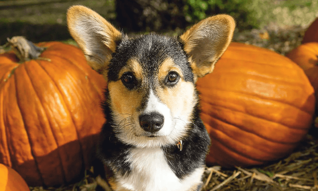 how-much-pumpkin-should-you-give-your-dog-petsyfy