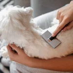 5 Must-Have Dog Grooming Blades for At-Home Care