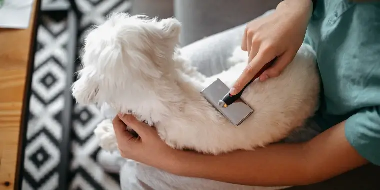 5 Must-Have Dog Grooming Blades for At-Home Care