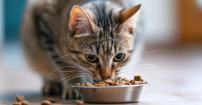 How to Transition Your Cat to Dry Cat Food Tips for a Smooth Switch