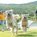 The Top 5 Family-Friendly Dog Breeds for Companionship and Fun