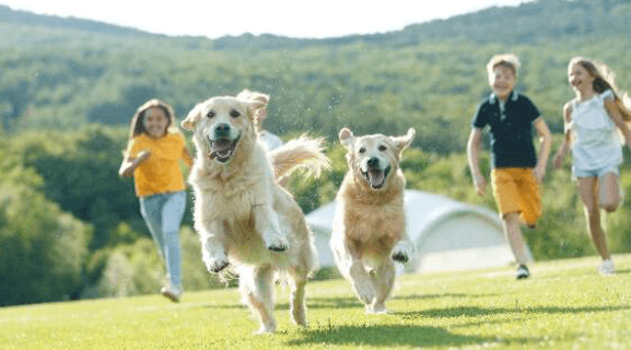 The Top 5 Family-Friendly Dog Breeds for Companionship and Fun