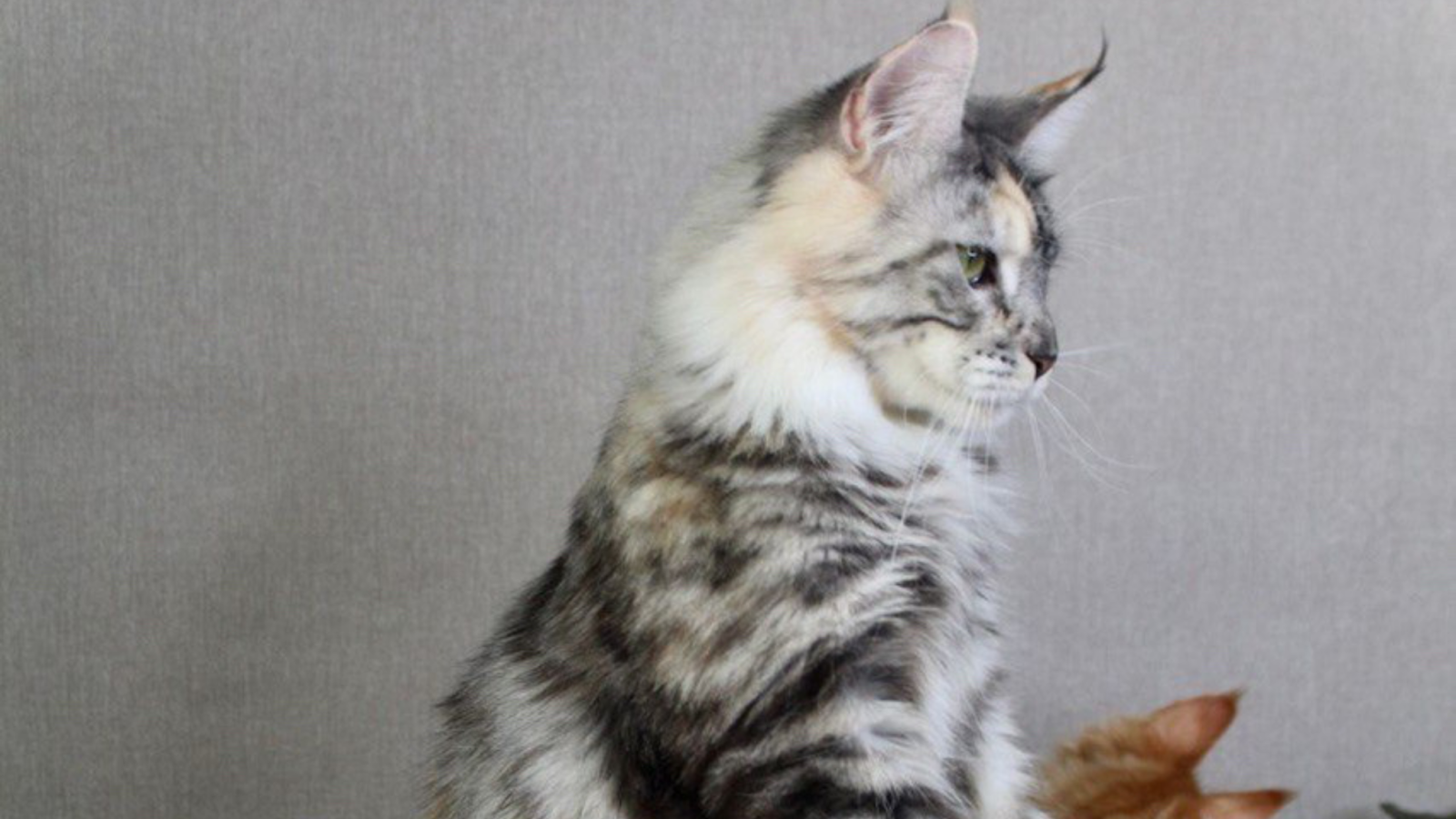 Exploring the Top 10 Registered Maine Coon Breeders in the US