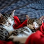 7 Steps to Create a Cat-Friendly Home