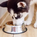 Top Best Dog Food For Siberian Husky