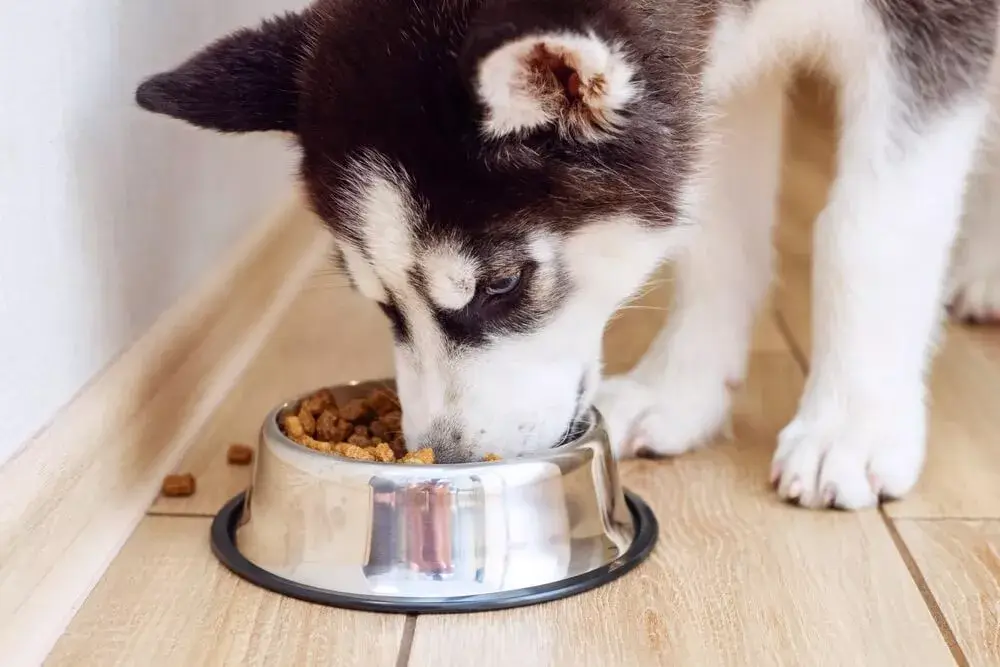 Top Best Dog Food For Siberian Husky