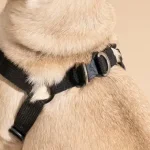 Why a Side Ring Dog Harness is the Best Choice for Your Canine Companion