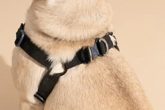 Why a Side Ring Dog Harness is the Best Choice for Your Canine Companion