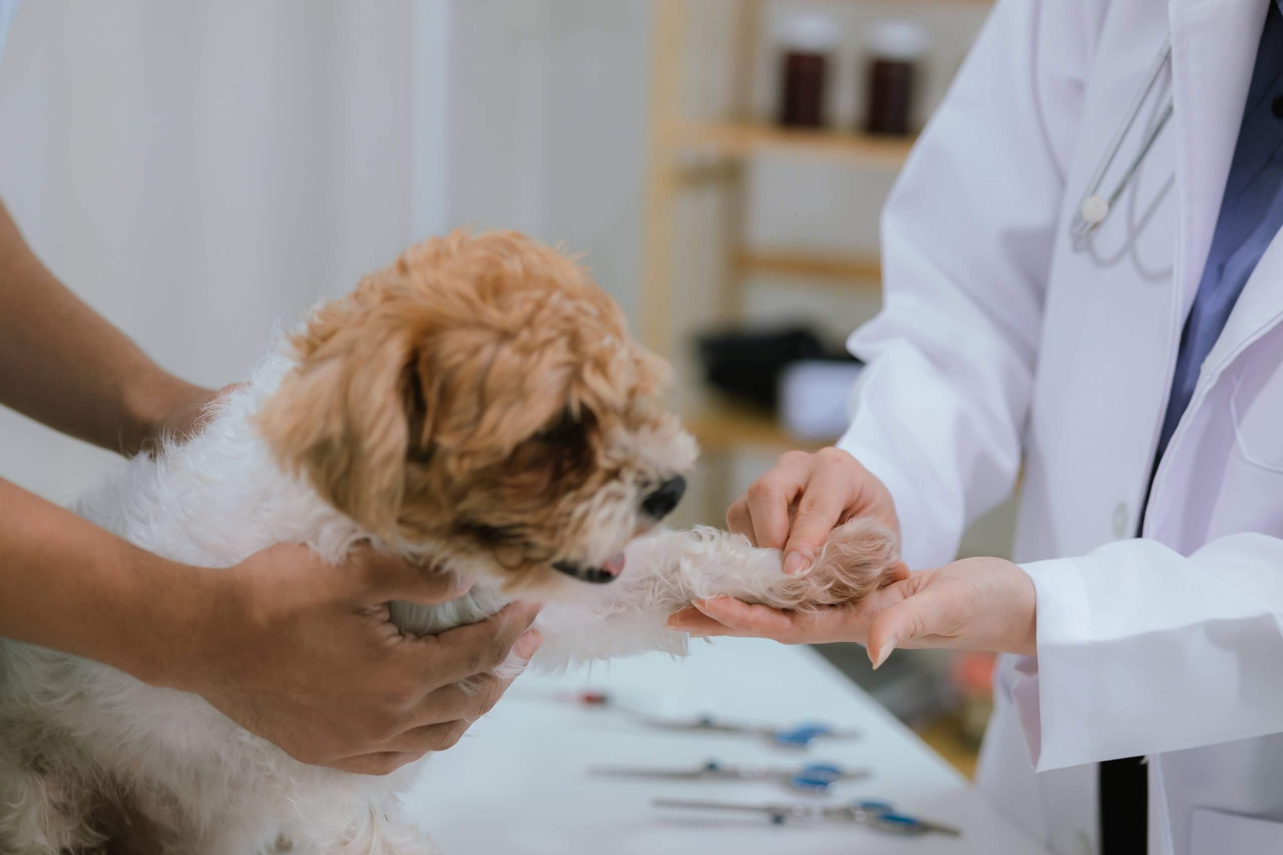 What a Veterinarian in Maricopa, AZ Looks for During Routine Pet Exams Routine check-ups play an important role in keeping pets healthy. When you bring your pet to the veterinarian, the vet checks for signs that reveal how well your pet is doing. These exams are not just quick visits—they help catch problems early and keep your pet in good shape. By knowing what happens during these exams, you can feel more confident about your pet’s care. Let’s explore what veterinarians check during routine exams and how it helps your pet stay healthy. General Physical Check To start, a veterinarian in Maricopa, AZ, performs a full physical exam. They check your pet’s body to find any signs of problems. For example, lumps or bumps on the skin might not seem serious, but they can sometimes indicate bigger issues, such as tumors. By carefully examining the body, the vet can spot any potential concerns early. Next, the vet checks your pet’s skin and fur. A healthy pet usually has smooth and shiny fur. If the coat appears rough or patchy, it could be a sign of allergies or infections. Additionally, parasites like fleas and ticks are a concern, so the vet will inspect for these during the exam. Catching these early can prevent discomfort and further health issues. Eyes, Ears, and Mouth Exam The eyes, ears, and mouth are also key areas that vets check. The eyes can tell a lot about a pet’s health. If the vet notices redness, discharge, or cloudiness, it might mean your pet has an infection or even a more serious issue, such as cataracts. Early detection of eye problems can help prevent vision loss down the road. The vet also inspects the ears. Wax buildup, swelling, or a foul odor are signs of an ear infection. Long-eared pets are especially prone to these infections, so regular ear checks are essential. The mouth is another area where veterinarians focus their attention. Healthy gums and teeth are important for overall health. If there’s a lot of plaque or tartar on the teeth, it can lead to gum disease. Regular dental exams help prevent issues like tooth decay and infections that can spread to other parts of the body. Listening to the Heart and Lungs During the exam, veterinarians use a stethoscope to listen to your pet’s heart and lungs. This helps them check for any unusual sounds. For instance, they listen for heart murmurs, which might indicate a problem with the heart’s function. If caught early, heart conditions can be treated before they become more serious. Similarly, the vet listens to the lungs for signs of respiratory issues. Wheezing or crackling sounds may point to conditions like asthma or bronchitis. Early detection allows the vet to address these problems before they worsen. Checking the Abdomen In addition to the heart and lungs, the vet also examines the abdomen. They gently press on different parts of the belly to check for swelling, tenderness, or lumps. This helps them detect any signs of discomfort or abnormalities that could indicate internal issues. For example, if your pet’s abdomen feels swollen or bloated, it could be a sign of a serious condition like gastric dilatation-volvulus, commonly known as bloat. Early detection is crucial since bloat can be life-threatening for dogs. Weight and Body Condition A pet’s weight is another important part of the exam. Maintaining a healthy weight is essential for overall health. The veterinarian will weigh your pet and evaluate its body condition. Overweight pets face risks like diabetes, arthritis, and heart disease. If your pet is carrying extra pounds, the vet might suggest a diet change or an increase in physical activity to help them reach a healthier weight. On the other hand, being underweight can also indicate problems. Weight loss could result from poor nutrition, parasites, or other health issues. The vet will investigate the cause and recommend solutions to help your pet gain weight if needed. Vaccinations and Preventive Veterinary Care During routine exams, veterinarians also check if your pet’s vaccinations are up to date. Vaccines protect pets from serious diseases like rabies, distemper, and parvovirus. Keeping up with vaccinations is one of the best ways to ensure your pet stays healthy. In addition to vaccines, preventive veterinary care plays a big role in keeping your pet healthy. The vet will discuss options for protecting your pet from fleas, ticks, and heartworms. These parasites can cause major health issues, but regular prevention helps keep them at bay. For example, heartworm prevention is important because heartworms can be fatal to dogs if left untreated. Senior Pet Care As pets get older, they need more specific pet care. Senior pets may face age-related health issues, so the vet may perform extra tests like bloodwork. These tests can check for kidney disease, arthritis, or thyroid problems, all of which are more common in older pets. By catching these issues early, vets can help manage symptoms and improve the quality of life for your senior pet. Older pets might also need check-ups more frequently. For instance, large breed dogs are more likely to have joint problems, while small breed dogs may need more attention to dental care as they age. Regular exams ensure that age-related issues are managed properly. Conclusion Routine pet exams are essential for keeping pets healthy and catching potential issues early. Veterinarians thoroughly check your pet’s body, heart, lungs, and overall condition to ensure they are in good health. Regular exams, along with vaccines and preventive care, help protect your pet from diseases and other health problems. By staying informed about what happens during these visits, pet owners can play an active role in keeping their pets healthy and happy for years to come.