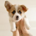 PuppyHeaven’s Comprehensive Puppy Care Guide