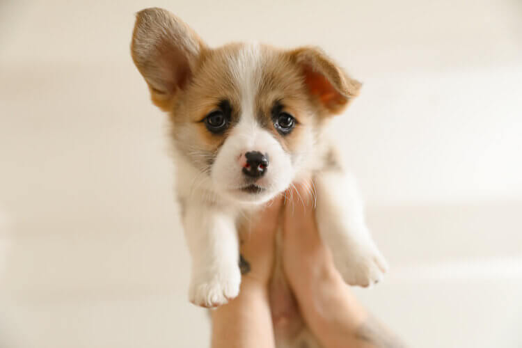 PuppyHeaven’s Comprehensive Puppy Care Guide