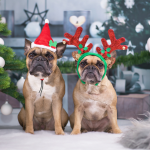 How to Keep Your Holiday Event Pet-Friendly