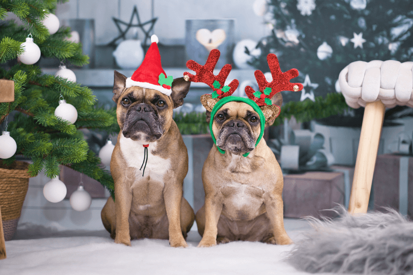 How to Keep Your Holiday Event Pet-Friendly