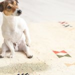 Top Tips for Eliminating Pet Stains: A Comprehensive Guide