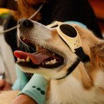 dog-laser-therapy-side-effects