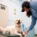 Pet Microchipping 101: How It Works and Why It’s Important