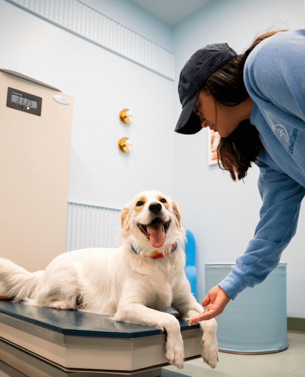 Pet Microchipping 101: How It Works and Why It’s Important