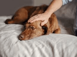 How to Cope with the Loss of a Pet