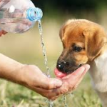 Why Is My Pup Guzzling Water? When to be Worried?