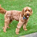 Goldendoodle Exercise Needs: The 30-Minute Rule That Prevents Behavior Problems