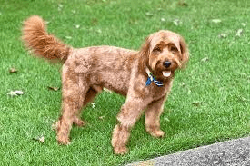 Goldendoodle Exercise Needs: The 30-Minute Rule That Prevents Behavior Problems