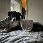 Why Every Dog Deserves a Cozy Place to Call Their Own