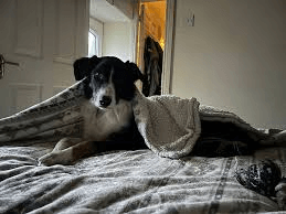 Why Every Dog Deserves a Cozy Place to Call Their Own