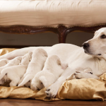 How to Find a Quality Lab Breeder and Avoid Common Mistakes image