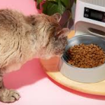 How Protein and Mineral Balance Support Long-Term Cat Health?