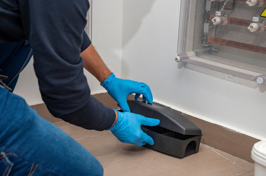 Pest Control in Chelmsford: Protecting Homes from Persistent Pests